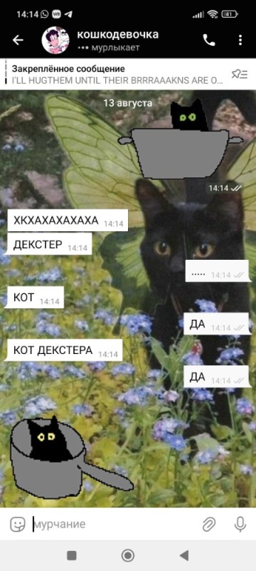 Создать мем: кошка, скриншот, котики