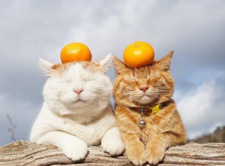 Создать мем: кошки забавные, кот, мандариновая кошка