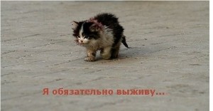Создать мем: бездомный кот, бездомное животное, бедные животные