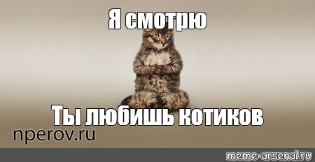 Включи коты любишь. Если не любишь котиков. Кто не любит котиков. Кто любит котиков. Ты любишь котиков.