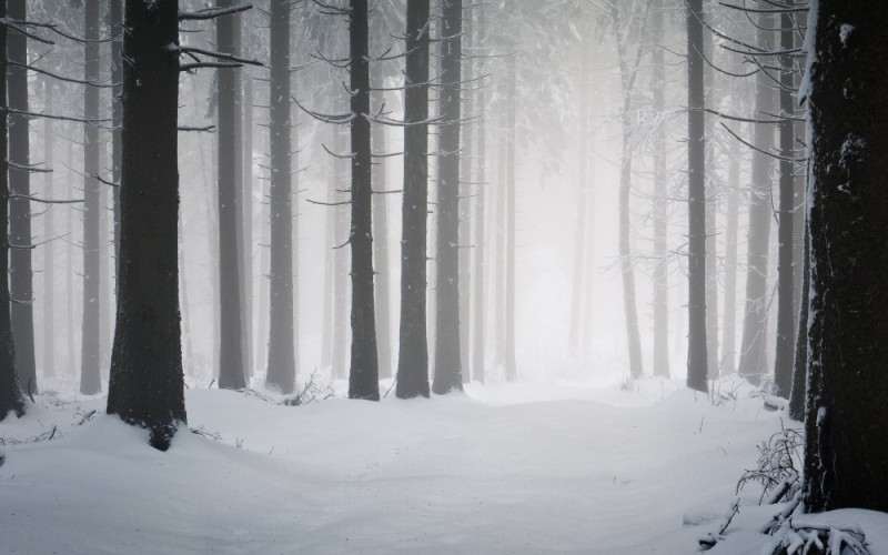 Создать мем: леса густые зимой, мрачный зимний лес, зима лес
