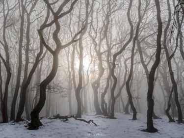 Create meme: dark forest in the fog, James Mills Misty landscapes, trees in the fog