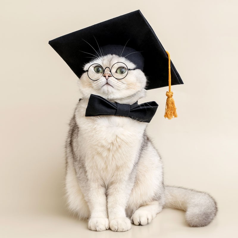Create meme: cat scientist , The cat is a student, cat 