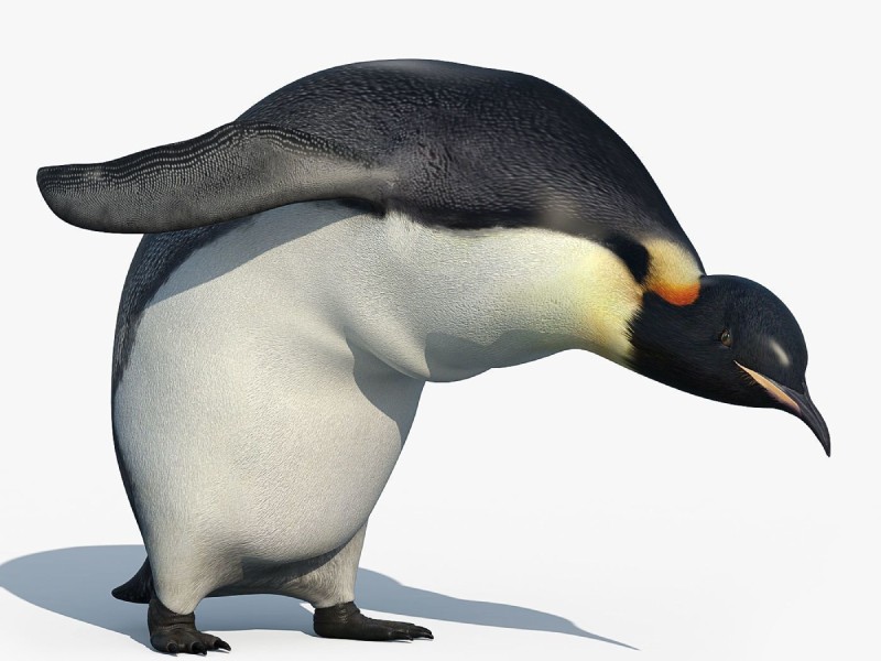 Создать мем: кланяющийся пингвин, пингвин на белом фоне, пингвин поклон