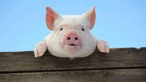 Create meme: the Piglet is cute, pig and Piglet, pig