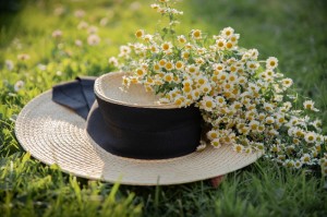 Create meme: field of Daisy flowers, chamomile flowers