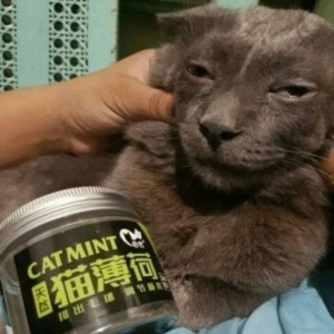 Create meme: cat, cat mint snoop cat, cat