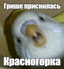 Create meme: wavy parrot , wavy parrot male, parrot meme