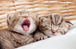 Create meme: sleep, cat, yawn