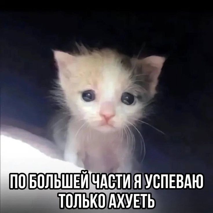 Создать мем: котята мемы милые, милые котики, грустный котёнок