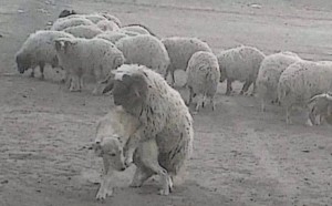 Create meme: a flock of sheep, the dog among the sheep, sheep