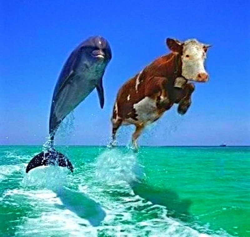 Создать мем: дельфин и корова мем, животные веселые, корова в море