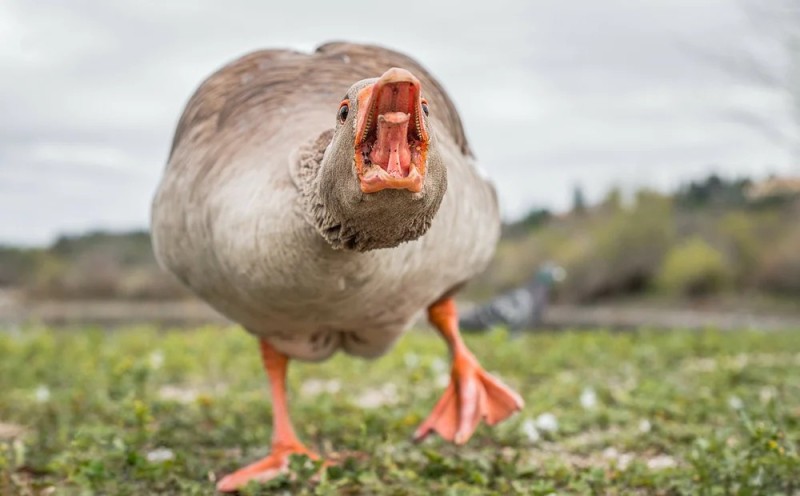 Create meme: The goose is a proud bird, evil goose , goose 