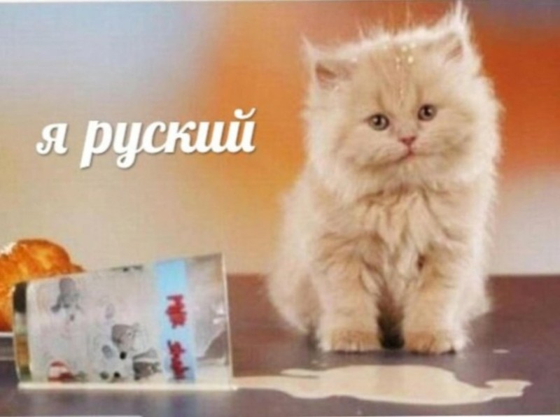 Create meme: I am a Russian cat, russian kitten, I am a Russian meme with a cat