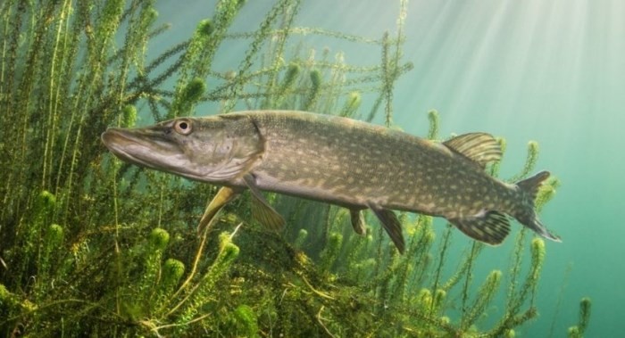 Create meme: common pike, fish pike, pike in the water