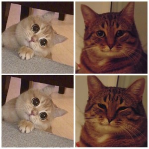 Создать мем: кот мем, мем кошка, мемы с котами