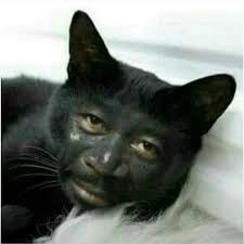 Create meme: black cat, cat nigger, the cat is black