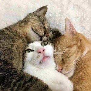 Создать мем: спящие котики объятия, котики, милые котики