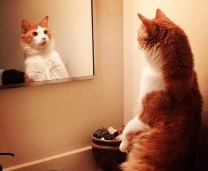 Создать мем: кошка, кот перед зеркалом, кот