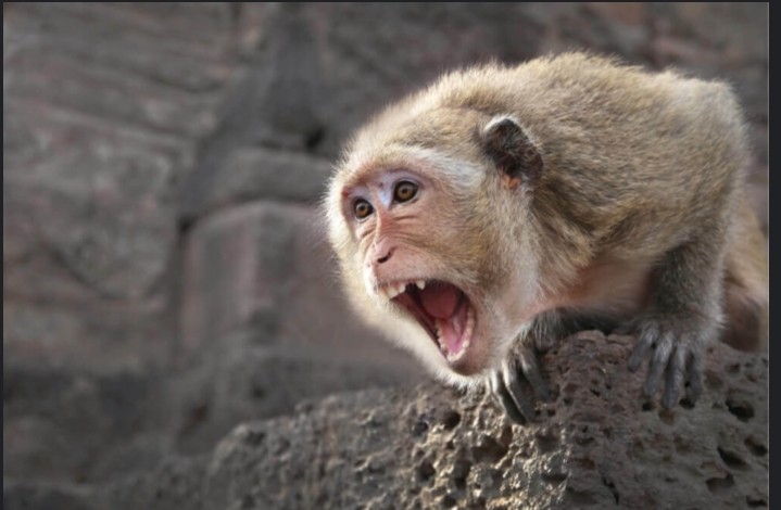 Создать мем: дикая обезьяна, обезьяна зевает, японская макака