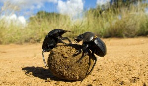 Create meme: dung beetle, the beetle beetle scarab, the scarab
