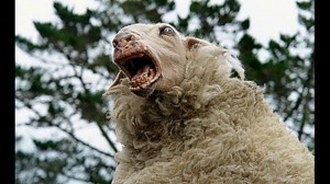 Создать мем: паршивая овца оборотень, безумная овца, собака