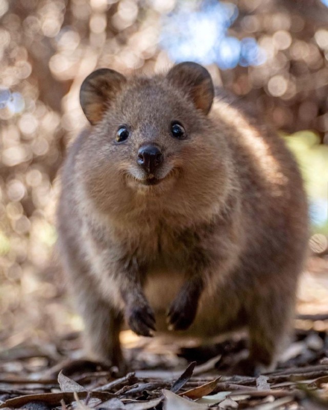 Create meme: quokka, quokka smiling animal, animal quokka