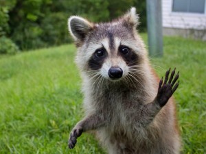 Create meme: raccoons & lemurs, funny raccoons, pictures animals raccoons