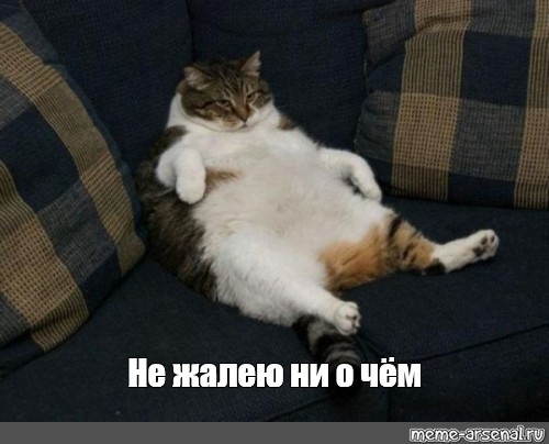 Мем: "Не жалею ни о чём", , Жирный котэ,толстый кот,жирный кот,ca...