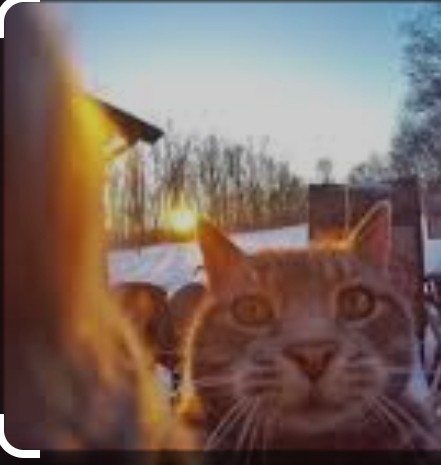 Create meme: cat , selfie cat, cat