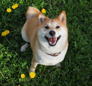 Create meme: dog Akita, the breed is Shiba inu, the breed is Shiba inu