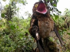 Create meme: giant Nightjar, Nightjar bird, Nightjar