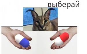 Создать мем: большой шлепа кот, шлёпа русский кот кубик аригаим, русский кот шлёпа