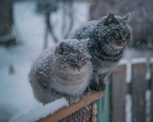 Создать мем: сніг, снег, мокрый снег