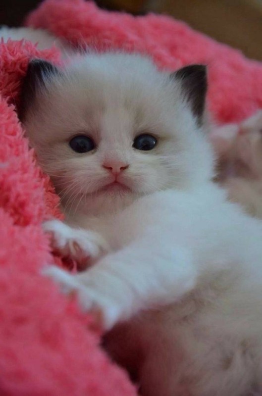 Create meme: cute kittens, cute little cats, fluffy kitten