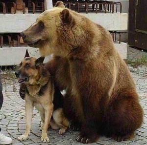Create meme: dog, the dog and the bear pictures