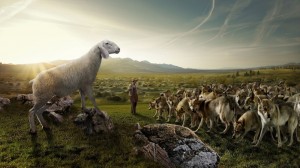 Create meme: wolf attacking sheep, wolves, sheep and shepherds-photo, shepherd and sheep images