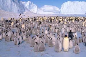 Создать мем: императорский пингвин стая, антарктида, императорский пингвин в антарктиде