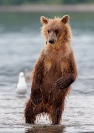 Create meme: brown bear, kamchatka bears, Kamchatka brown bear 