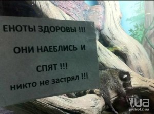 Create meme: no one stuck raccoon, they ate and sleep, raccoons ate and sleep