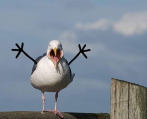 Create meme: Seagull bird, chamber, funny Seagull
