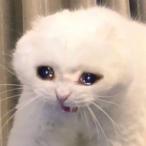 Create meme: cat crying meme, the cat is crying, cats
