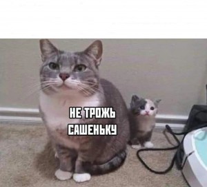 Create meme: cats, cat, cat