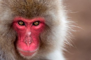 Создать мем: обезьяна с красным лицом, обезьяна с красными губами, красная обезьяна