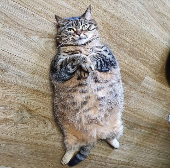 Создать мем: толстый котик, кот пухляш, смешной толстый кот