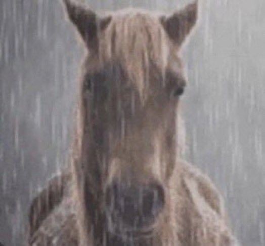 Create meme: horse in the rain, The rain horse, sad horse