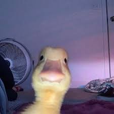 Create meme: Pets , duck selfie, funny animal faces