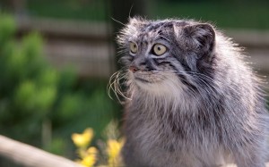 Create meme: animal manul, wild cat manul, manul