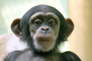 Create meme: chimp, chimpanzee, monkey