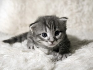 Create meme: Scottish fold cat, Scottish fold cat, lop-eared kitten
